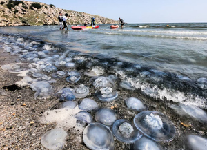 На Украине предложили судиться с Россией из-за нашествия медуз