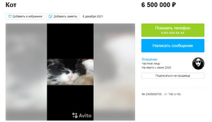 Под Тулой за 9,5 млн продают кота, единственная ценность которого — "связи с Путиным"