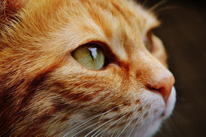 В крови кошек нашли опасный для человека коронавирус