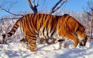 В Приморье тигрица "с семью лапами" попала в фотоловушку нацпарка