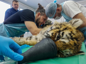 Истощённого тигрёнка с обморожением и травмой челюсти прооперировали в Приморье