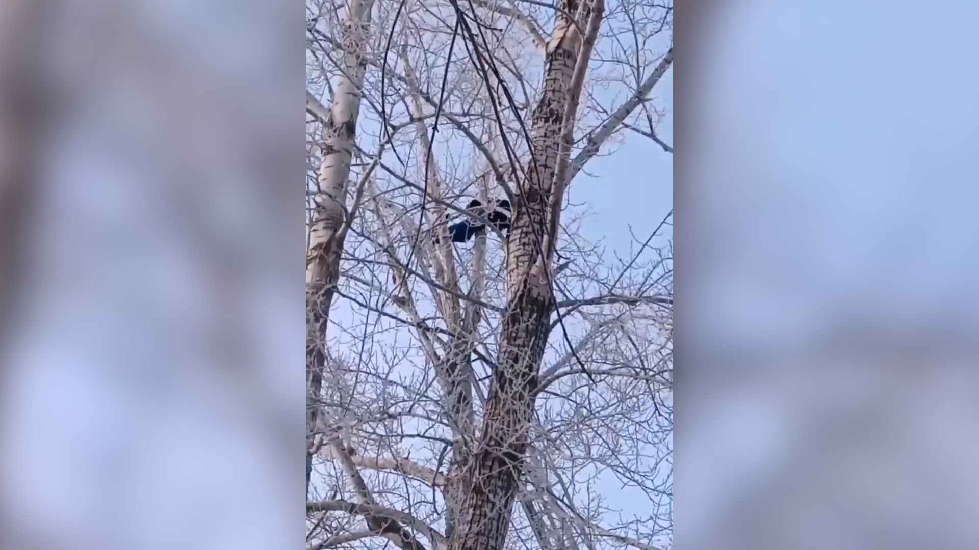 Террорист прятался на дереве