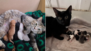 10 умилительных фото кошек, которые только что стали мамочками
