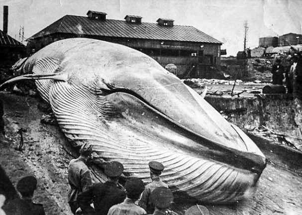 Синий кит, которого выбросило на берег во время цунами. Фото © Public Domain