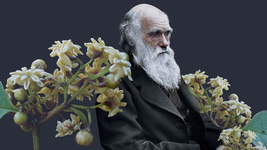 Чарльз Дарвин, растение амборелла. Фото © Wikipedia / Julius Jääskeläinen / Scott Zona