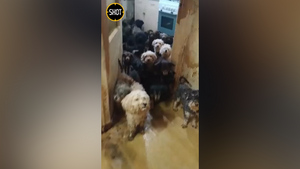 Жительница Тольятти завела в однокомнатной квартире более сотни бездомных собак