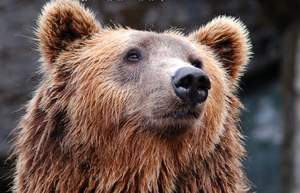 Учёные заметили необычное поведение у бурых медведей после спячки