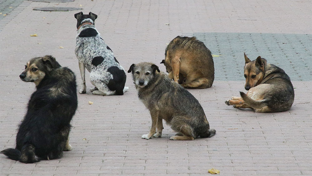 Стая собак. Фото © ТАСС / Павлишак Алексей