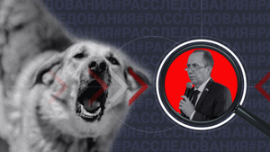 В особняке депутата бродячих псов нет: Куда в Астрахани дели десятки миллионов, выделенные на борьбу с собаками-людоедами