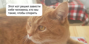 10 трогательных историй от россиян, когда бродячие кошки выбрали себе хозяина и не прогадали