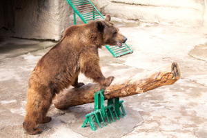 В Ташкентском зоопарке женщина бросила девочку в вольер к медведю