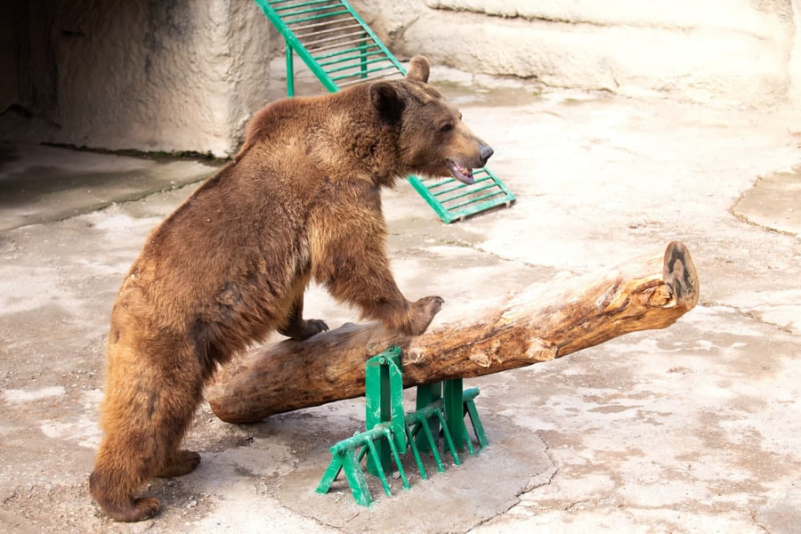 <p>Фото © Telegram / <a href="https://t.me/tashzoo/999" target="_blank" rel="noopener noreferrer">Tashkent Zoo Official</a></p>
