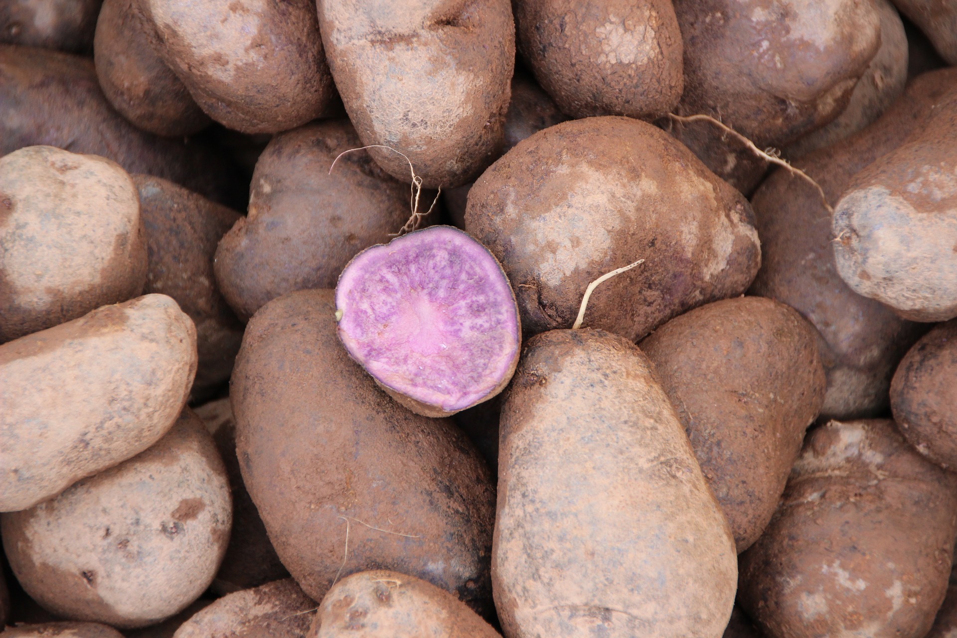 Учёные обнаружили сорт картофеля, снижающий риск развития злокачественной опухоли
