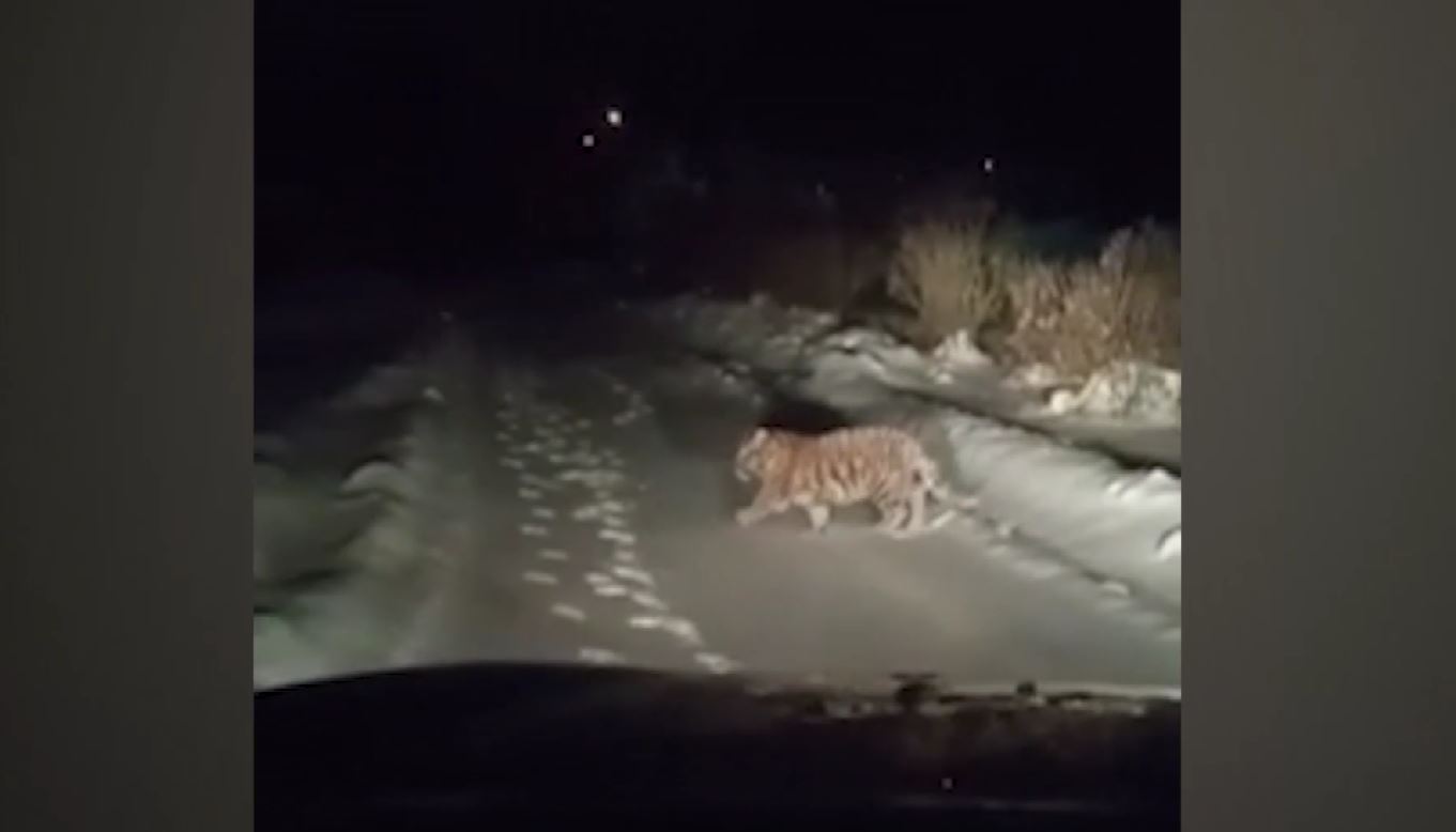 В Подмосковье поймали сбежавшего от хозяина тигрёнка