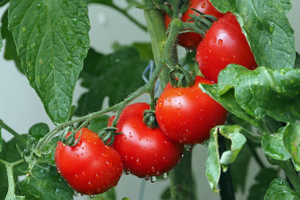 Учёные выяснили, что помидоры могут снизить риск инсульта