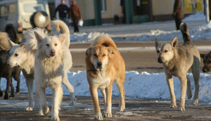 Штрафы для бывших владельцев достигнут 30 тысяч рублей: Какие законы против атак бродячих собак готовит Госдума