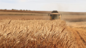 Мировые цены на пшеницу взлетели после ударов по Украине