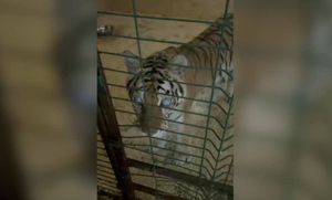 Житель Саратова довёл тигрицу до слепоты, заперев её в клетке в тёмном сарае