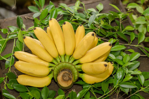 У современных бананов обнаружили трёх загадочных предков