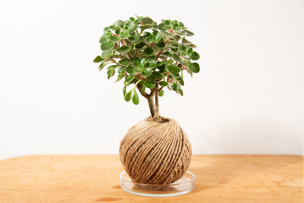 Это растение называют деревом любви, потому как оно способно помочь встретить жениха. Фото © Shutterstock
