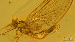 В янтаре обнаружили древнее насекомое с неизвестной ДНК