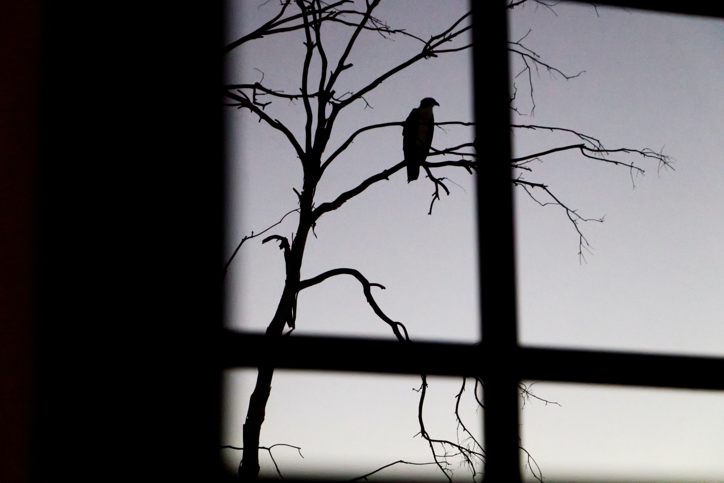 Если ворона начала каркать около вашего дома, по примете, может накликать беду. Фото © Unsplash