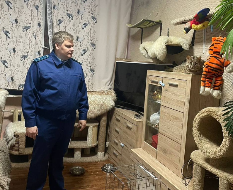 Прокуроры изъяли краснокнижных котов из московской квартиры. Фото © t.me / Прокуратура Москвы