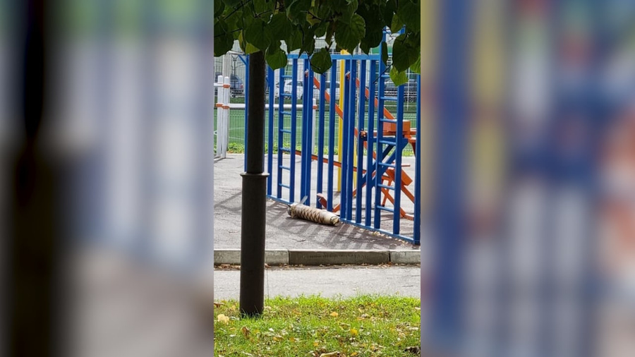 Один из снарядов упал на территорию школы в Белгороде. Обложка © t.me / Белгород № 1