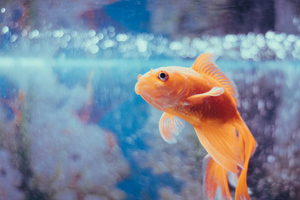 Известный миф о плохой памяти золотых рыбок оказался ложью