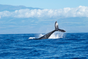 На юге Аргентины найдены мёртвыми 30 южных гладких китов