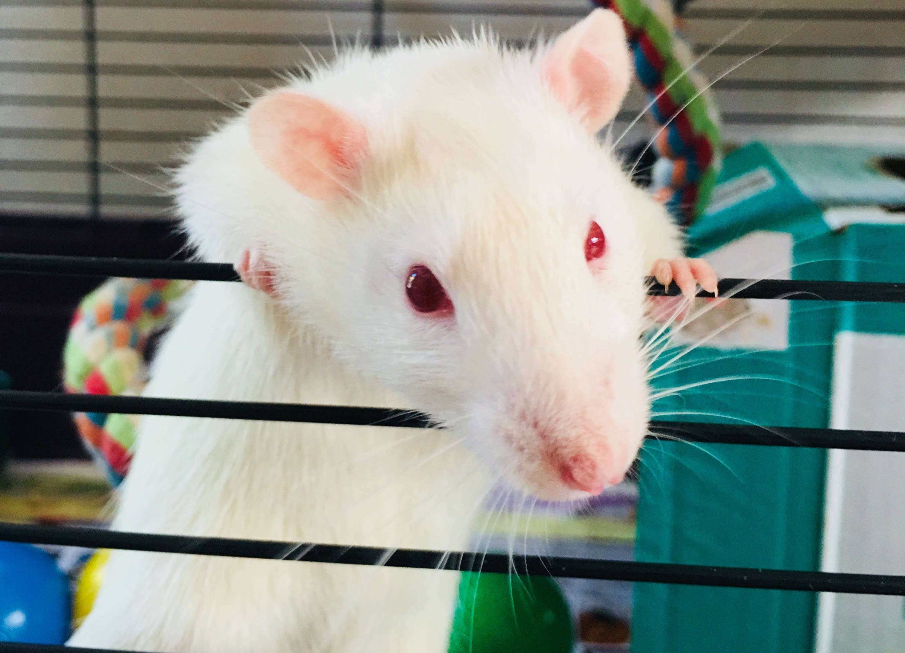 Учёные успешно вживили модель человеческого мозга в голову крысы