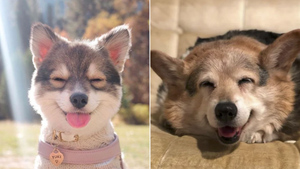 10 самых настоящих собак-улыбак, которые помогут позабыть обо всех неурядицах в жизни
