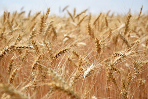 США пообещали не вводить санкции против российских удобрений и зерна