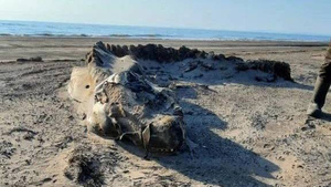 "Чудо-юдо": Сахалинцев испугало найденное на берегу неизвестное существо