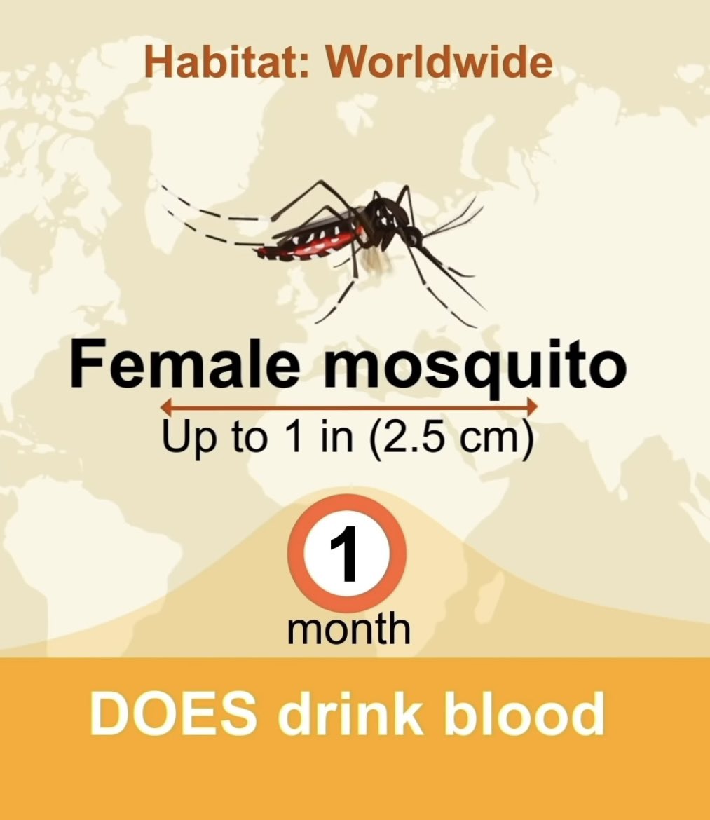 "Самка комара достигает до 2,5 см в длину. Обитает повсеместно. Сосёт кровь. Продолжительность жизни — 1 месяц". Фото © Twitter / ThomasGuttridge