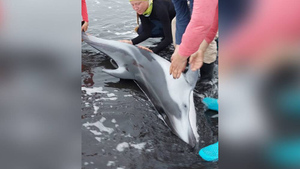 На Кунашире выброшенного на берег дельфина спасли туристы