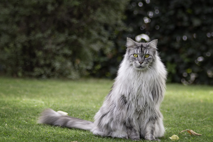 Красивые большие мейн-куны — невероятно преданные кошки. Фото © Getty Images / Michael Stephan / EyeEm