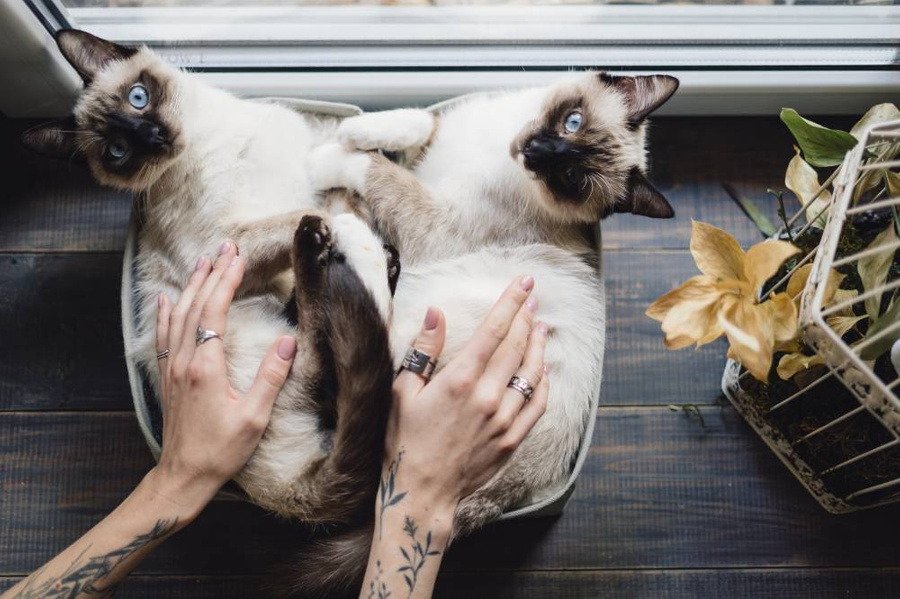 Ласковые, доверчивые и общительные кошки сиамской породы всегда поговорят с человеком. Фото © Freepik / ArthurHidden