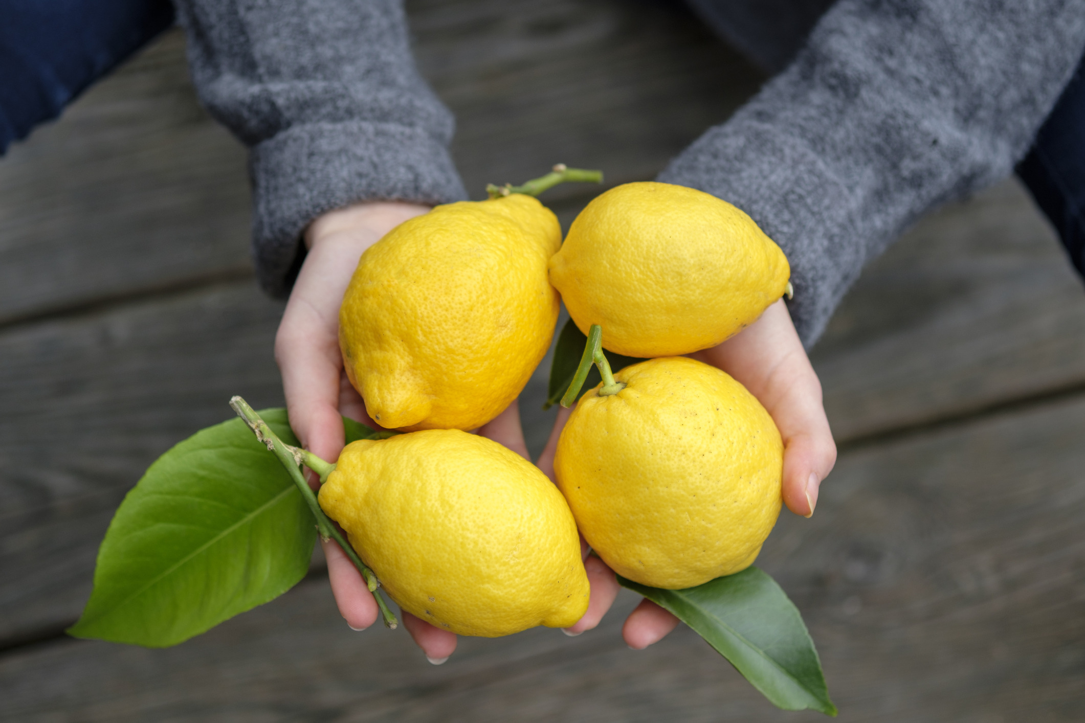 Лимон известен как укрепитель иммунной системы, а ещё запах этого цитрусового привлекает деньги. Фото © Getty Images / Westend61