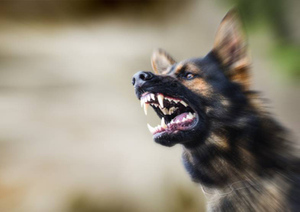 Два десятка собак изгрызли лицо мёртвой хозяйки-кинолога в Москве