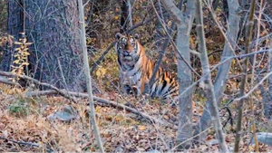 "Киса, спасибо, мы поехали": Рыбаки в Приморье покорили дикого тигра вежливостью