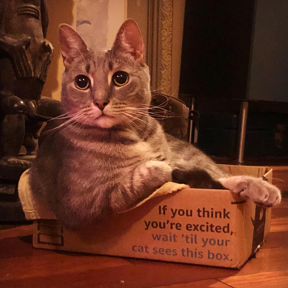 Надпись на коробке: "Если думаете, что вы в восторге, подождите, пока эту коробку не увидит ваш кот". Фото © Reddit / woofnstuff
