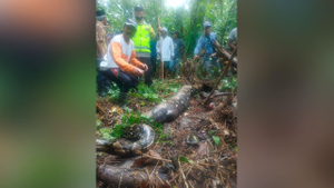 Тело пропавшей в Индонезии женщины нашли внутри семиметрового питона
