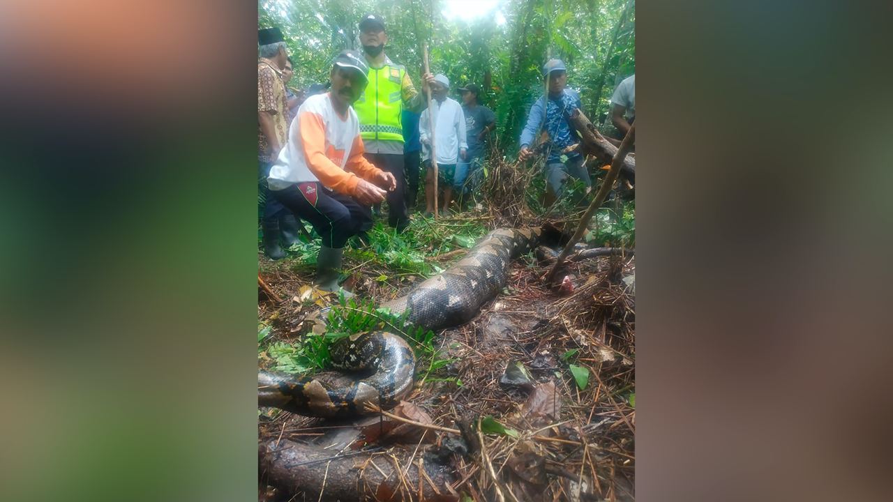 Тело пропавшей в Индонезии женщины нашли внутри семиметрового питона