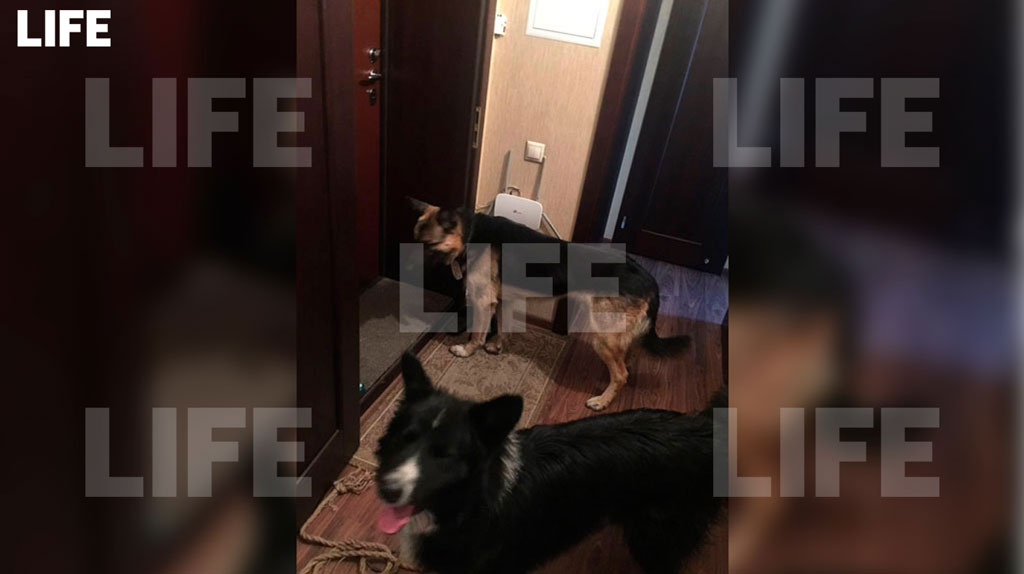 Собаки хозяев дома, на который упал самолёт в Иркутске. Фото © LIFE