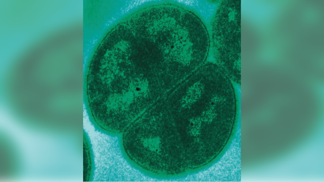 Бактерия Deinococcus radiodurans. Фото © Shutterstock