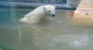 Сразу нырнул на глубину: Спасённый на острове Диксон медведь впервые искупался в бассейне