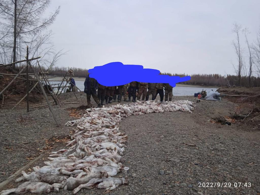 В Якутии охотники уничтожили сотни зайцев и попали под проверку. Фото © Минэкологии Якутии