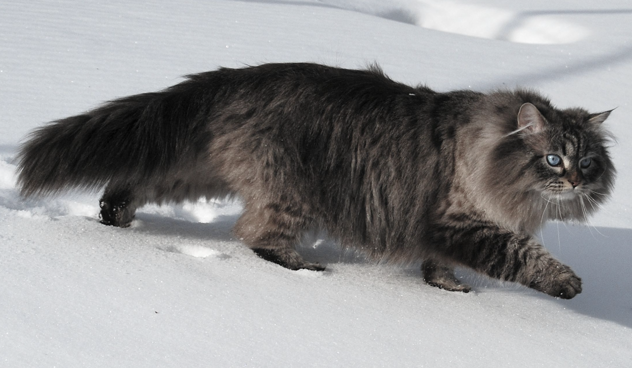 Сибирские кошки обожают доминировать, поскольку от природы лидеры, но к хозяину они ласковы и относятся с уважением. Фото © Wikimedia Commons / Jan Warner
