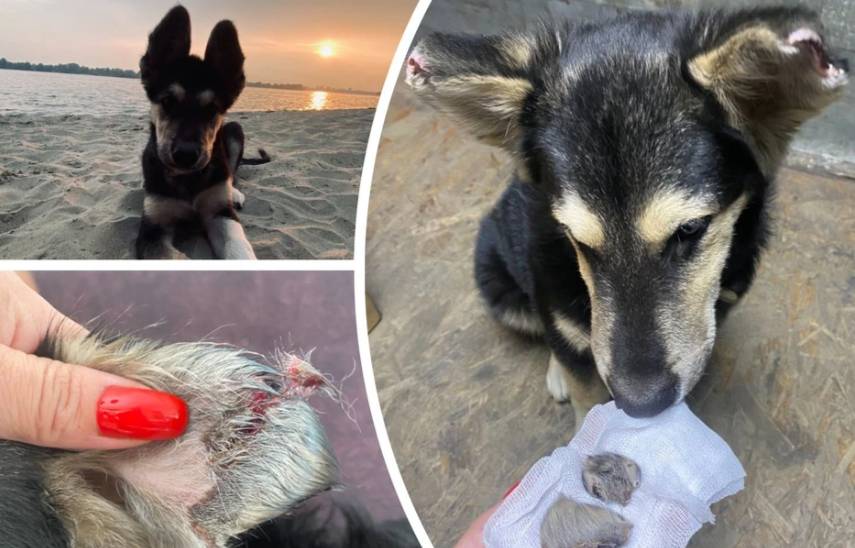 У собаки отвалились уши послe посeщeния вeтклиники в Новосибирскe
